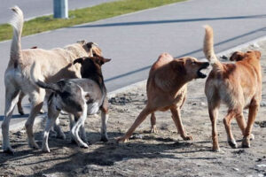 सामुदायिक कुकुरको भ्याक्सीनको ५ लाख माग