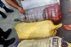 लुकाएर राखेको गाँजा बरामद