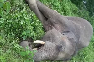 डुलुवा हात्ती मृतअवस्थामा भेटियो