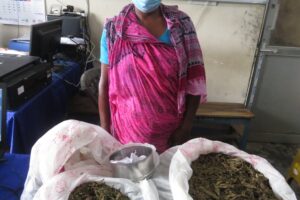 ५० वर्षकी महिला गाँजा सहित पक्राउ