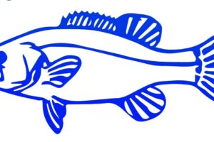 स्वतन्त्र उम्मेद्धवार जयराज संयोग चुनाव चिन्ह माछा