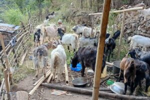 पिखुवाको भित्तामा ७० वटा बाख्राको गोठालो गर्दै दिपेश