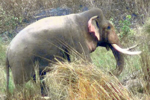 जंगली हात्तीको आक्रमणबाट १ जनाको मृत्यु