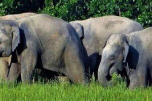 हात्तीको आक्रमणबाट बृद्धको मृत्यु