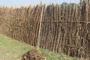 खाना पकाउन दाउरा नहुँदा गोबर गुइठाको भर