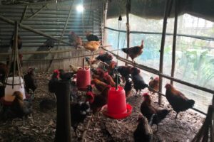 लोकल कुखुरा पालेर राम्रो आम्दानी गर्दै प्रकाश राई