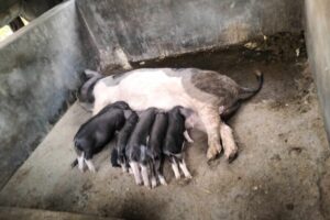 क्यानसर जितेका मणि राई सुङगुर स्याहार्दै