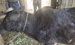 पथरीमा २० भन्दा पशुको मृत्यु