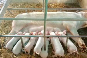 ८० लाख लगानी गरेर बंगुर ब्यवसायमा लागेका रमेश गिरी