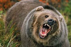 भालुको आक्रमणबाट १ जनाको मृत्यु