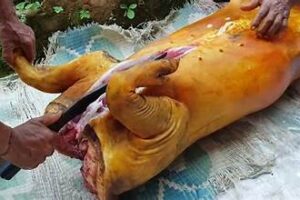 पथरीमा सुङगुरको मासु भाउ बढयो