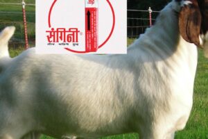 संगिनी सुइ प्रयोग गरेको मासु खाँदा बाजोपन हुने