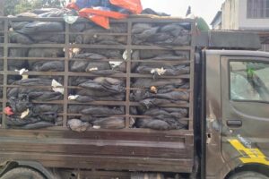 सफाई कर्मचारीको मिलेमतोमा फोहोरको गाडी ल्याइएको खुलासा