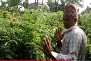 तिम्सिना दम्पतीले शब्जी खेतीको अम्दानीबाट ३ छोरालाई डिग्री पढाउन सफल भए