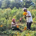 यसपालीको तिहारमा सयपत्री फुलको माला अपुग हुने देखियो