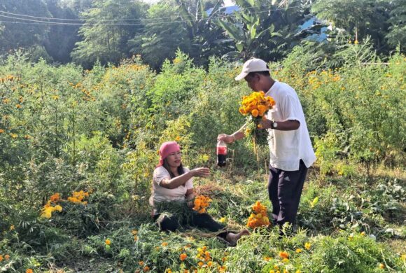 यसपालीको तिहारमा सयपत्री फुलको माला अपुग हुने देखियो
